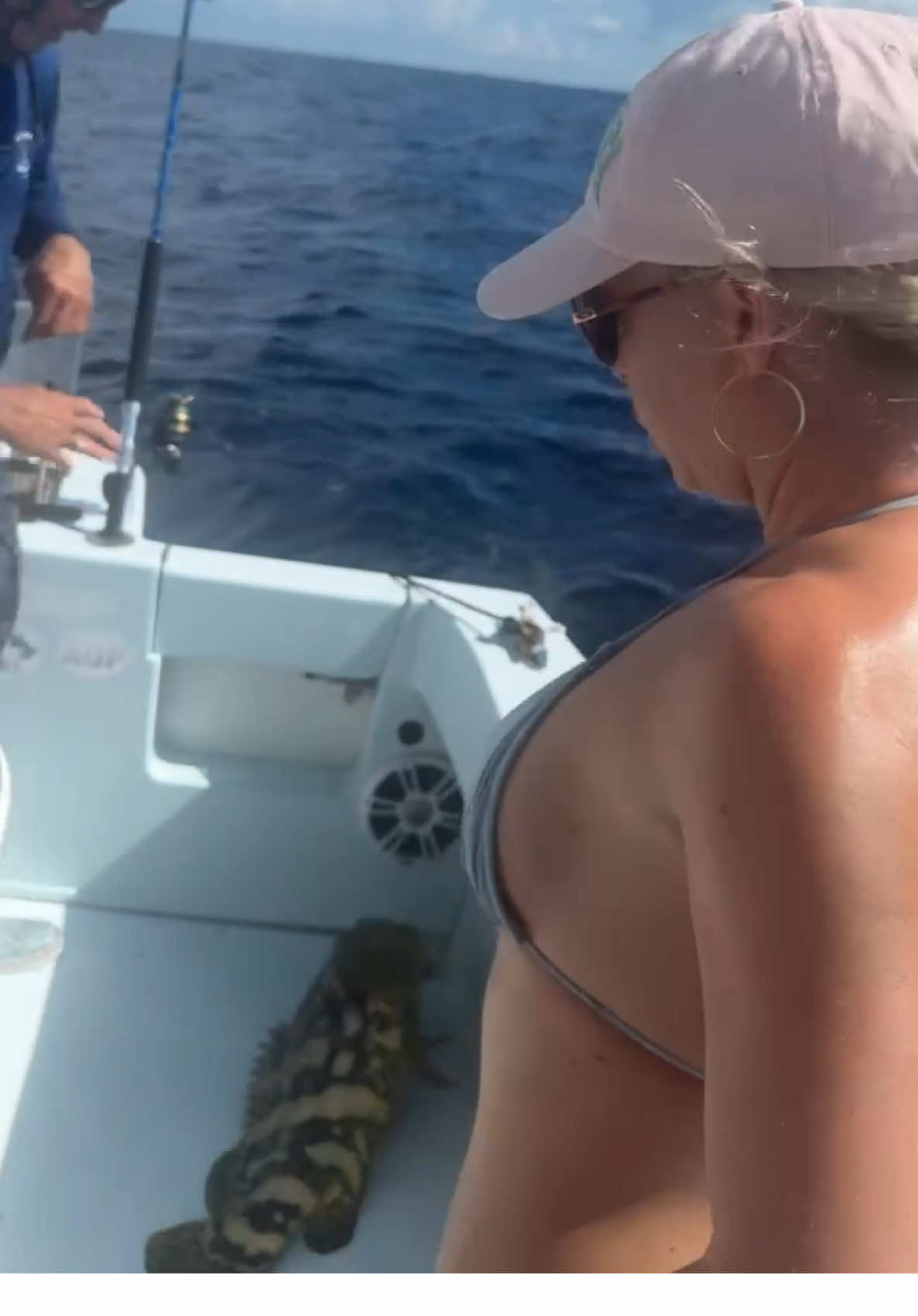 Goliath grouper!! These guys can get up to 700 pounds and live around 30-50 years. Awesome fish to see up close!! 🎣👀 #boat #foryou #fishingtrip #fishing #goliath 