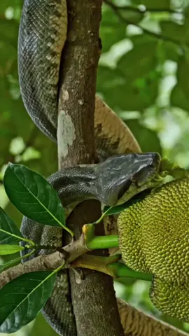 The python started chewing and eating the jackfruit growing on the tree #snake #snakes #explore #fyp 
