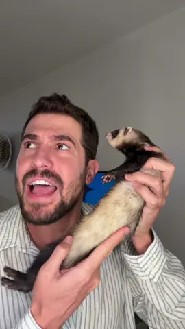 אין קליטה 🦨 #הלו #חיות #פוריו #ויראלי