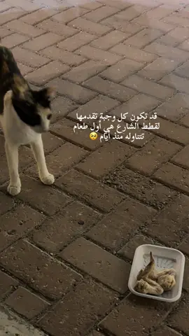 قد تكون كل وجبة تقدمها لقطط الشارع هي أول طعام تتناوله منذ أيام  