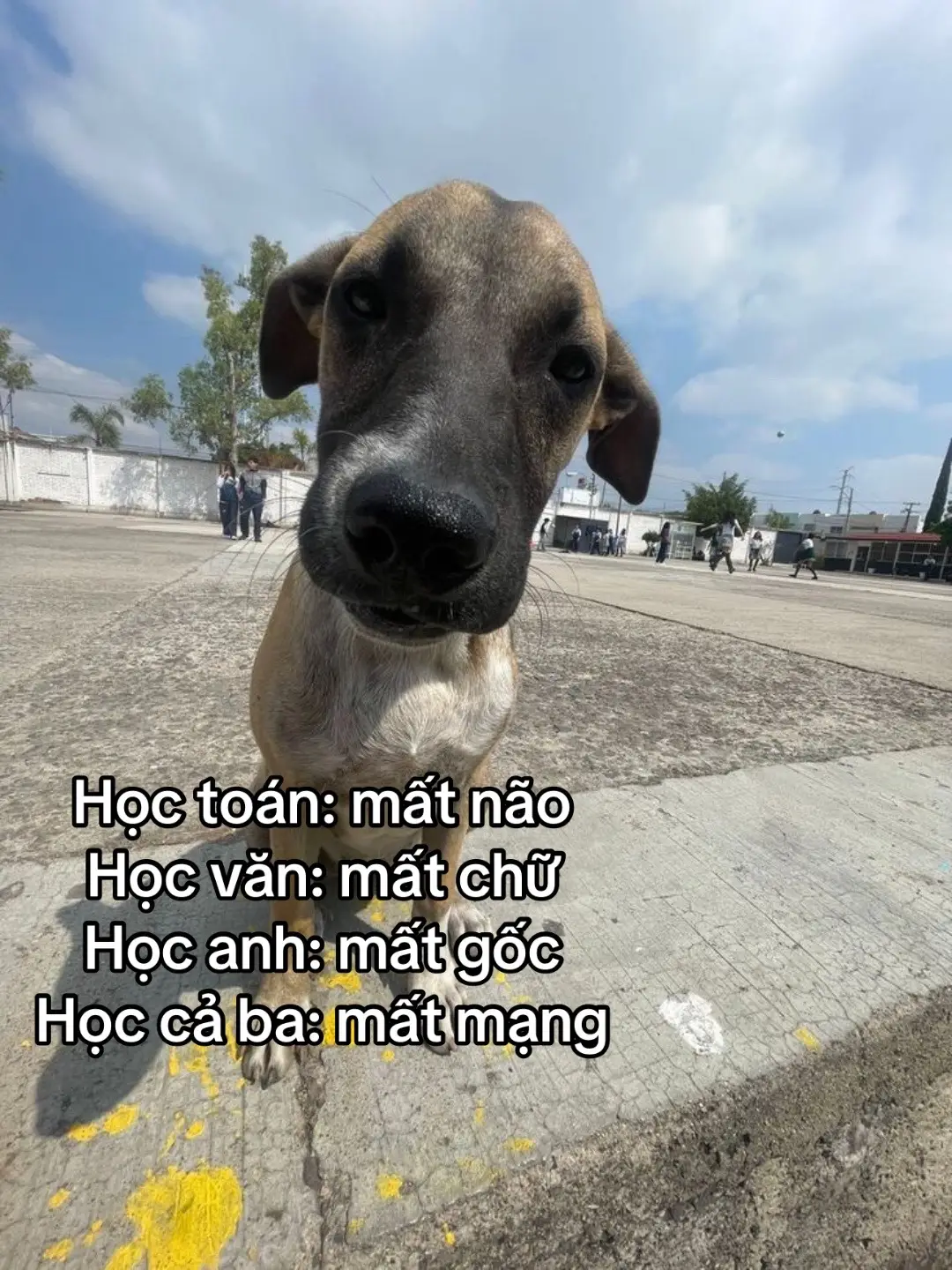 Vậy thôi khỏi học =))🥰🥰