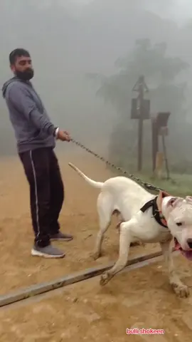 @Bullishokeen #bullykutta🔥😎 #foruyou #bullishokeen #fyp #videoviral 