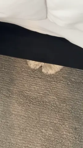 Who’s feet are those? #fyp #foryoupage #lol #dogsoftiktok 