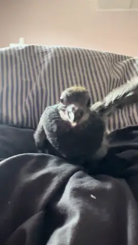 Cutest Little Sounds 🥰  #pigeonrescue #tauben #pigeon #taubenhilfe #animalrescue 