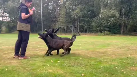 Teamwork makes the dream work … #team #dogs #synchronous #knpv #blood 