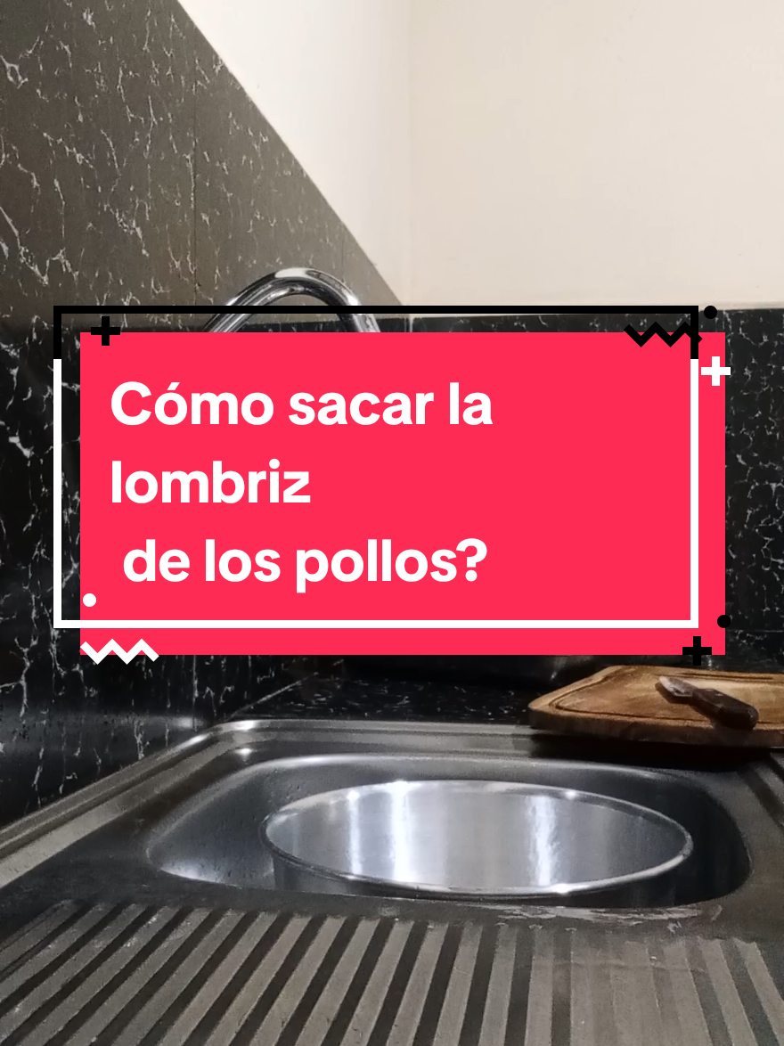 Cómo sacar la lombriz de los pollos.😬 gusano plano  (platelmintos) #parásito #lombriz  #gusano #plano #platelmintos 