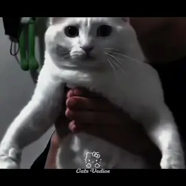 Orange cat under cover #foryoupage #phonk #funk #fyp 