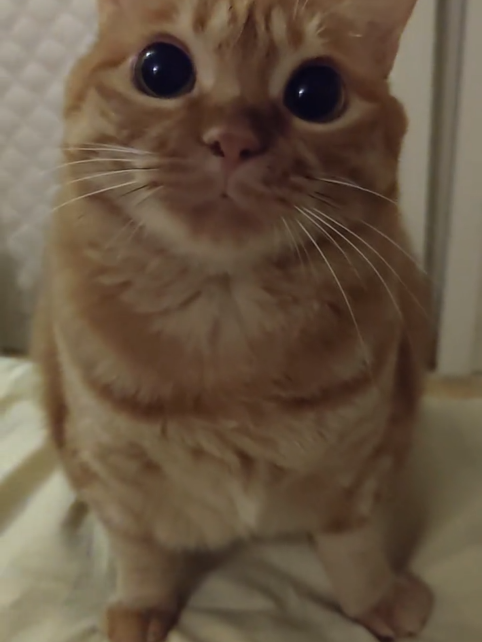 So cute #cutecat #pet #kucing #kitty 