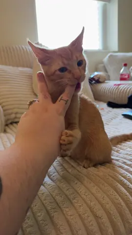 Munch 😬 #cattok #cats #catsoftiktok #catlover #catmom 