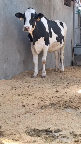 #fyppppppppppppppppppppppp #cows 