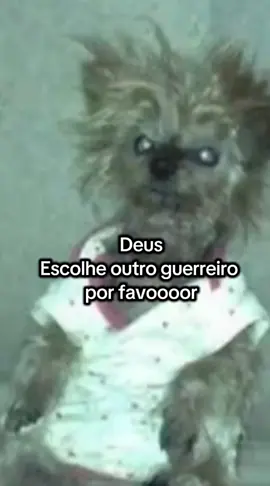 #comedia #cachorro #meme #humor #engraçado 