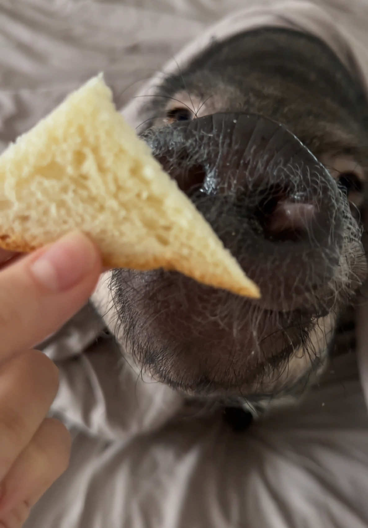 Показать реакцию кабанчика на пиццу?🐗