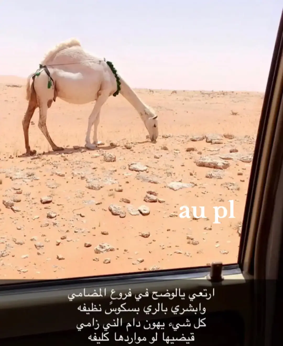 #مقوسات العرانين#اكسبلور #الصفر #حرش العراقيب#الوضح #مشاءالله_تبارك_الله 