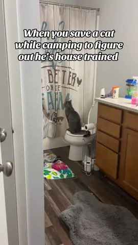 Best Cat! #catsoftiktok #clark #catpeesintoilet #fy #awesome 