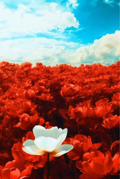 Beautiful nature 🌷 Relaxing music 🎼#relaxingnature #relaxingmusic #calmingnature #beautifulnature #beautifulflowers 