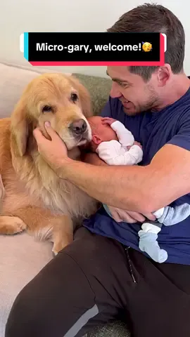 Welcome Micro-gary!🥳 Marley has many questions🤣🤣 Mumma and baby happy, healthy and doing well!❤❤❤ #goldenretriever #mansbestfriend #prouddad #newbaby