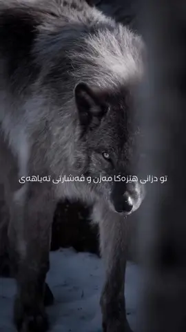 #duhok_zaxo_amedi_semel_akre #دهوك_زاخو_سليماني_ئاكري_ئامیدی_هولیر 