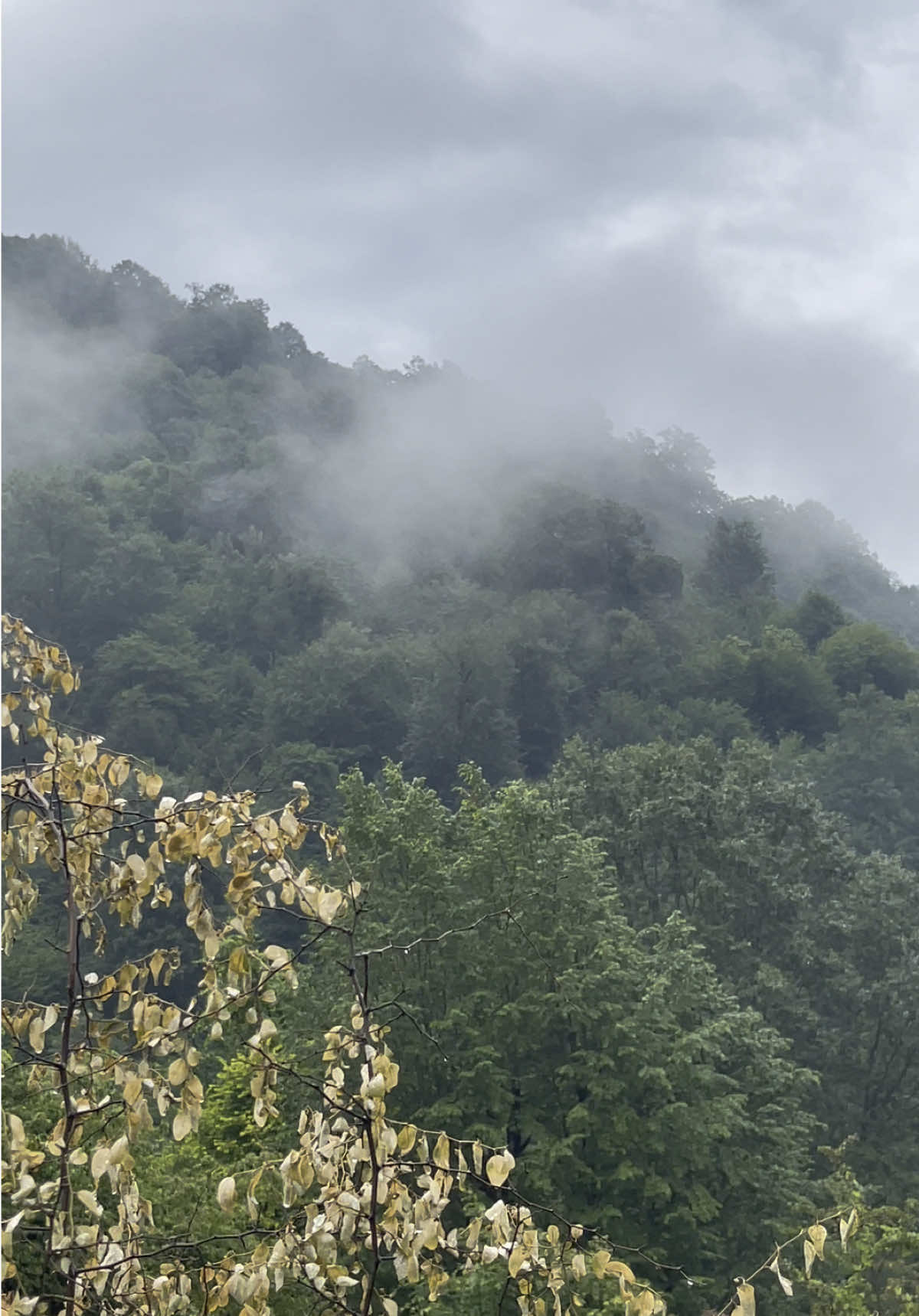 Green paradise of North Iran🌲 #شمال_ايران #ماسال #northiran #nature #ايران #طبيعة 