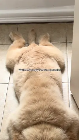 The cutest sploots in the world 🤭  #puppytiktok #goldenretriever #goldenretrieverpuppy #cuteanimals 