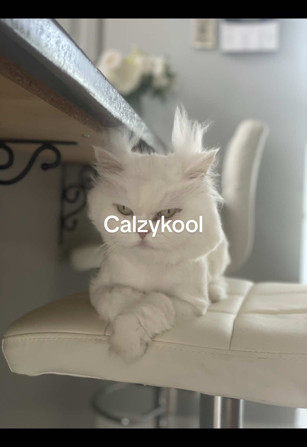 #catsoftiktok #cat 