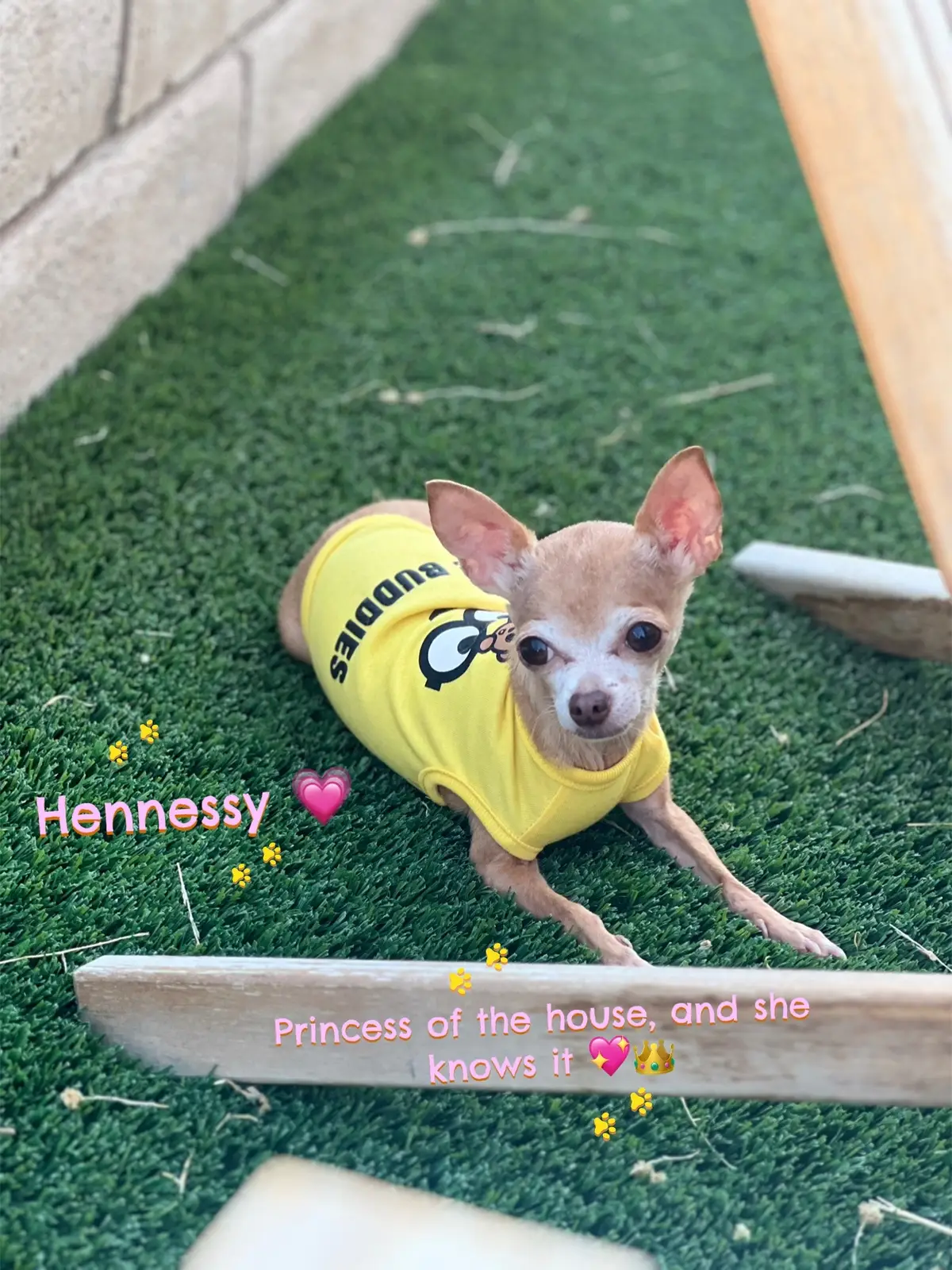 ✨ Drop a 🐾 if you love tiny dogs! ✨ Tag someone who needs this cuteness in their life! Can we all agree that small pups have the biggest personalities? 😂💖 My chihuahua and teacup yorkie run the house like they’re giants! 🐶👑 #dogsoftiktok #TinyDogs #TeacupYorkie #chihuahua #DoggieLove 
