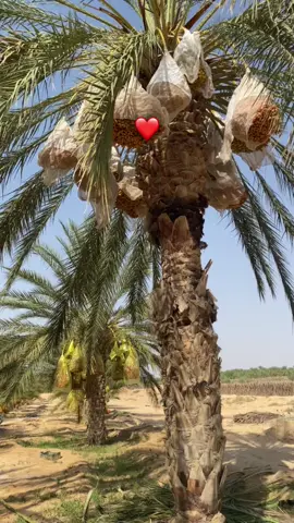 #إكسبلور_لايك_كومنت✌ #الشعب_الصيني_ماله_حل😂😂 #مدنين🧡💛📍_جرجيس_بنڨردان_🧿جربة_بنخداش #ڤبلي🧿🙈❤ #❤️❤️❤️ 