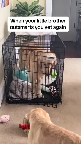 #funnydog #fyp #goldenretriever 