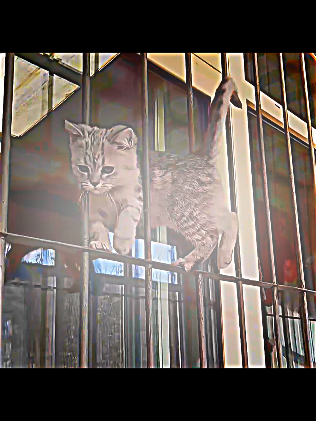 Cat aura 💀😱 wait for last cat #cat #catlover #foryou #viral #aura 