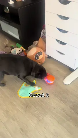 Here we go again 😂  #pugsoftiktok #puglife #blackpug #pugtok #ocpug 