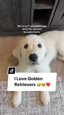 Pico wants to know if u luv him too #goldenretriever #goldenretrieverlife #goldenretrieverpuppy #puppy #goldenretrievers 