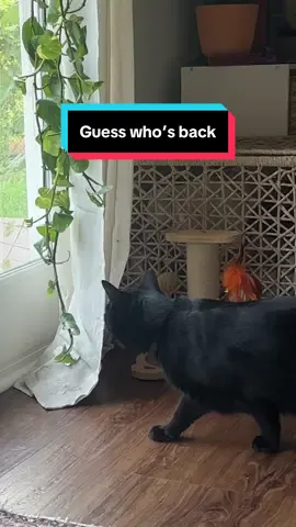 May the odds be ever in Ozzy’s favor lmao  #catsoftiktok #catlover 