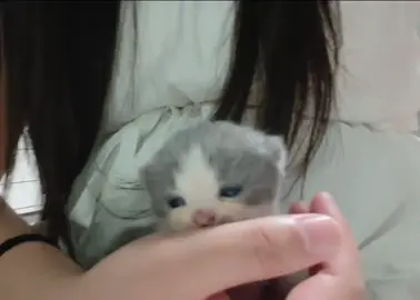 little baby u are so cute#adorable #kitten #cats #catsoftiktok #cute 