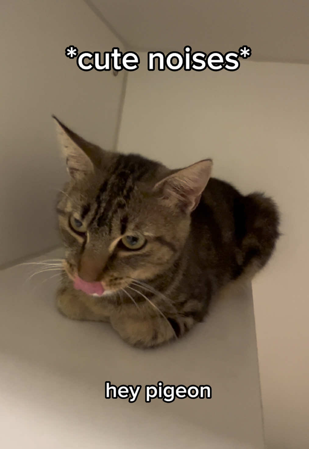 yes, *she* is up for adoption😁 #adoptme #cat #cute #bird #rescue 