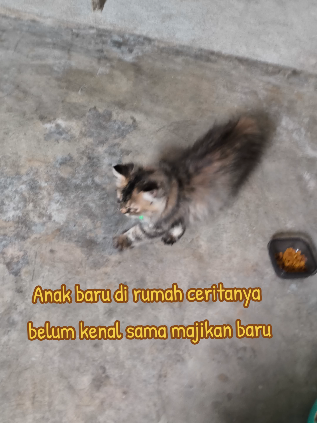 Ka meutamah anggota baroe...  #kucing #kucinganggora #fyp 