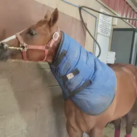 #caballos #horse #fypage 
