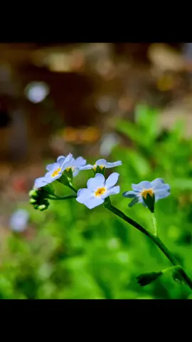 River wildflowers. Took a little walk at lunch. Haven't been here in a long time. Surprise to see flowers all along the banks. Fun little adventure. #flowers #river #nature #Outdoors #fyp 