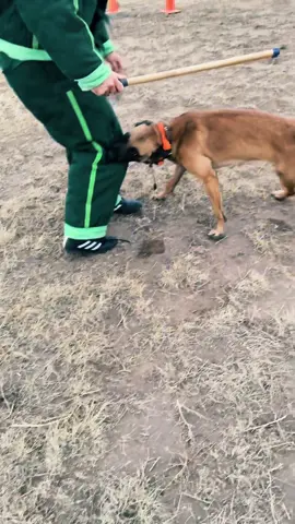Lincoln doesn’t need an excuse to bite 😊