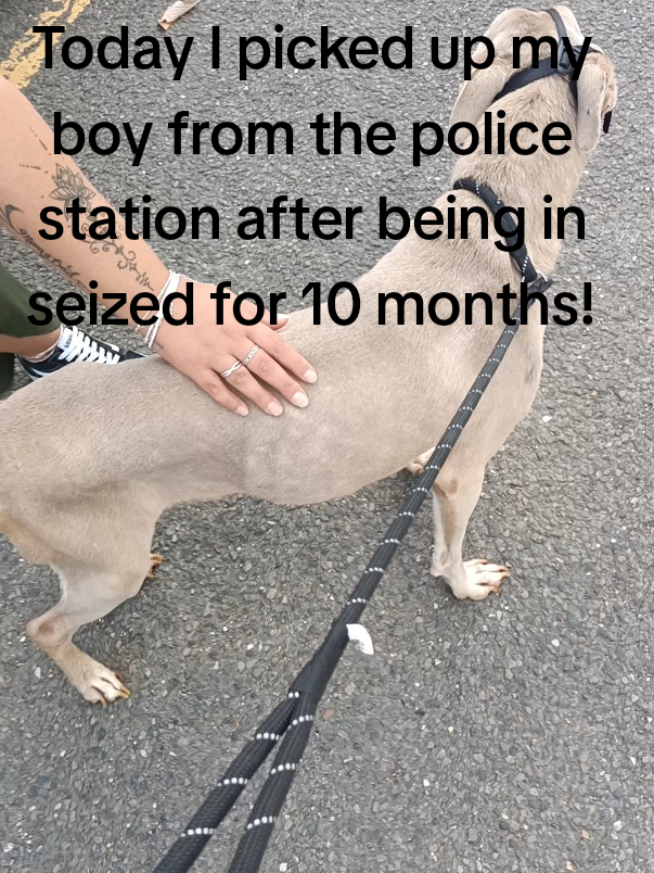 Today I picked up my boy today from the police station after being in the kennels for 10 months this is the condition he comes home in.. Heartbroken is an understatement, it's breaking my heart every time I look at him but it's starting to turn to anger! Someone's failed their duties somewhere down the line.. #myfurbaby #pitbull #exemptdog #malnurisheddog #heartbroken 