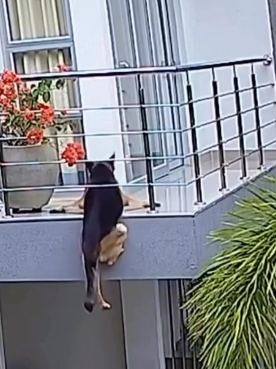 #ANGUSTIANTE. Milán, un pastor alemán, quedó colgado del balcón de su casa en Sincelejo, sostenido apenas por sus patas delanteras. La escena quedó registrada por una cám/seguridad que muestra a la mascota luchando por no caer mientras su dueña, alertada por los ladridos, corre a rescatarlo.