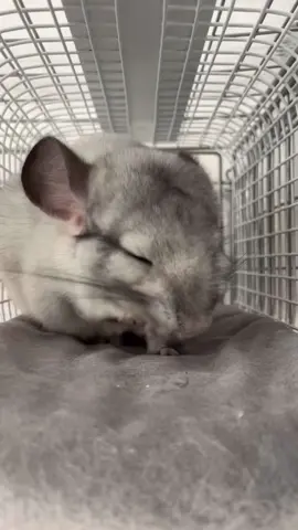 Très dur le réveil 😴 #animal #fyp #animalsoftiktok #chinchillas #chinchilla 