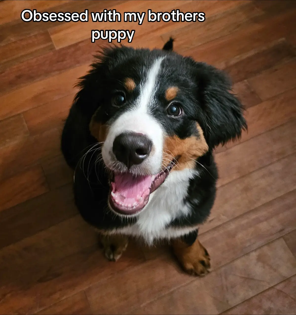 #puppy 