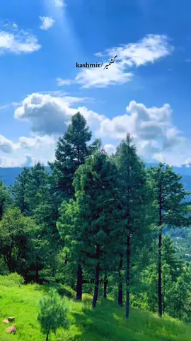 میرا کشمیر ♥️🫶🏻 #fyp #kashmir #ajk #viral #mzd 