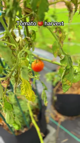 Tomato 🍅 harvest #gardentok #gardening #tomatoplants 