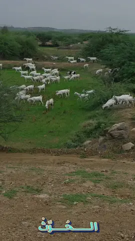 منظر جميل من ديرتي الحرث  #الخشل #الخوبه #الحرث #جازان 