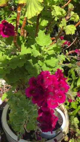 Feliz y bendecido jueves para todos Dios les bendiga y proteja siempre. #quin1120m👸👸 #migeraniobello🌹 #casa #plants 