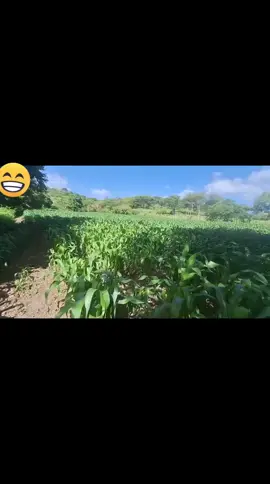 #seguidores #amigos #viral #Juticalpa #parati 