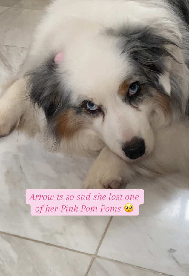 Arrow feels bad🥺🥰💕#australianshepherd #aussielover #bluemerleaussie #aussiedog #doglover #saddog 