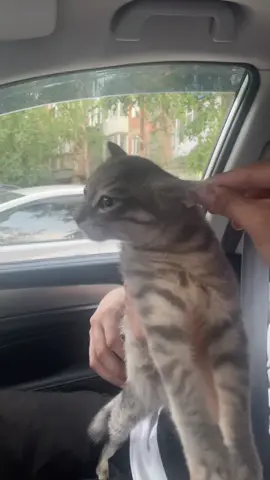 Пятачок актер который подыграл. Это все шутка и никто не пострадал. #Abdulla #Махмуд #Пятачок 