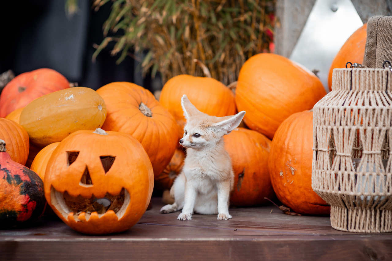 #fennecfox #fennec #foxy #лисафенек #фенек #cuteanimals #лисичкафенек #пустыннаялиса 