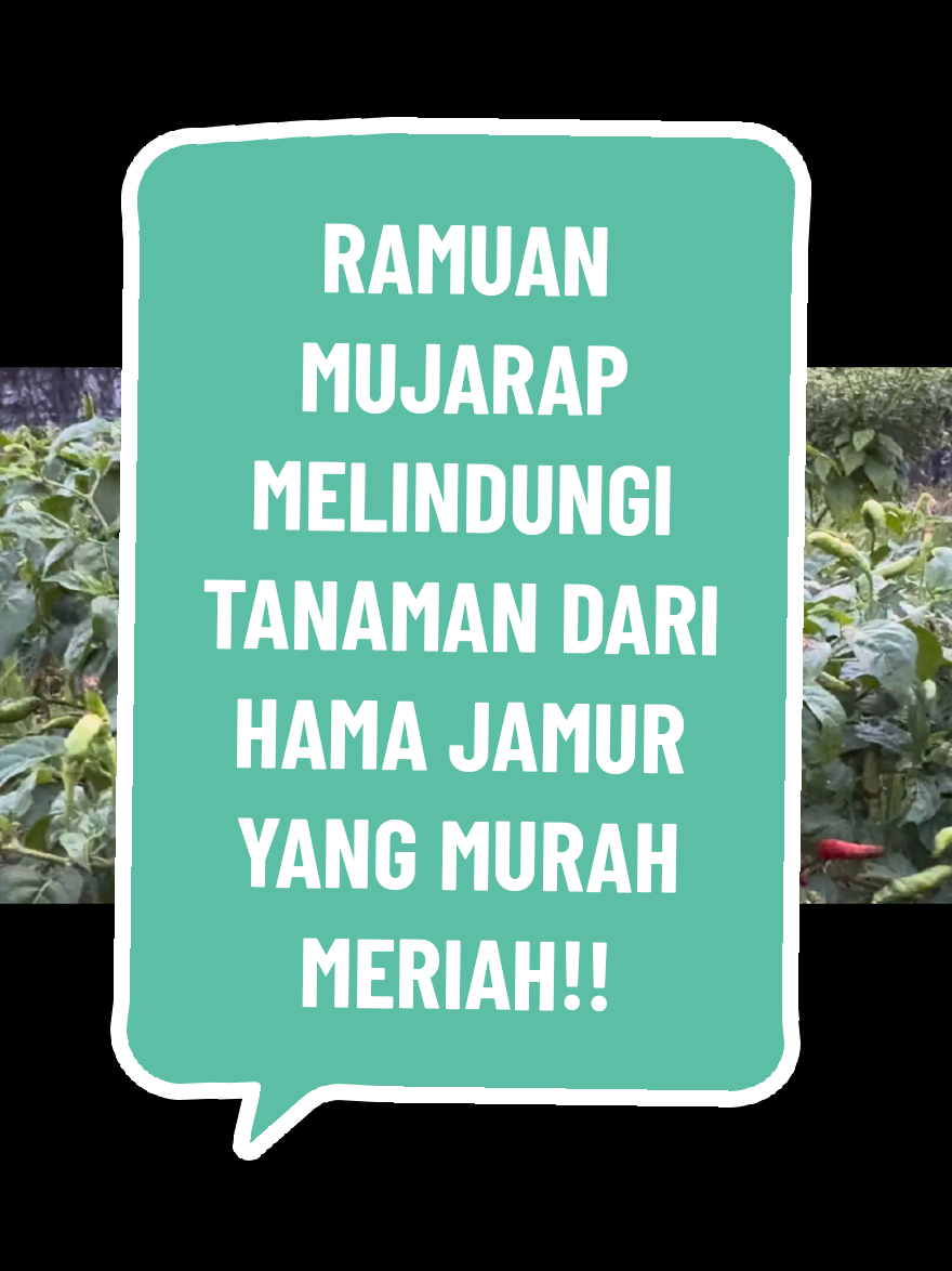 #sodiumbenzoate #fungisida #hama #pertanianindonesia 